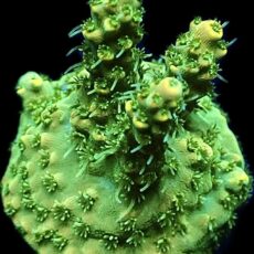 WYSIWYG 21H Hairy Acropora Lemon Selago