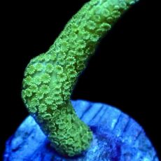 WYSIWYG 24A Green Montipora Digitata