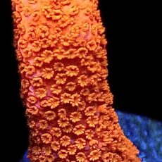 WYSIWYG 20B Burning Ember Montipora Frag
