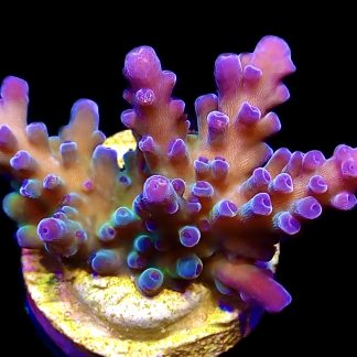 WYSIWYG 15H Electric Miyagi Tort Acropora Frag