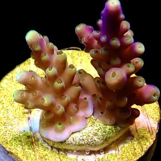 WYSIWYG 14B Magic Magenta Acropora Frag