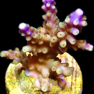WYSIWYG 10H Magic Magenta Acropora Frag