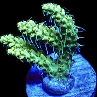 WYSIWYG 11G Hairy Acropora Selago