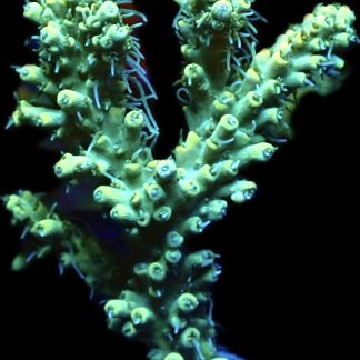 WYSIWYG 18i Hairy Acropora Selago Extra Large