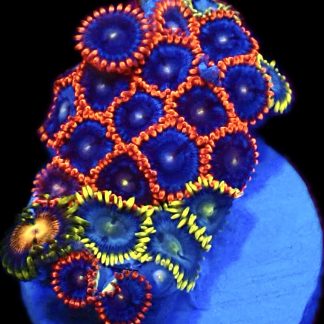 WYSIWYG  Zoanthid Frag C54