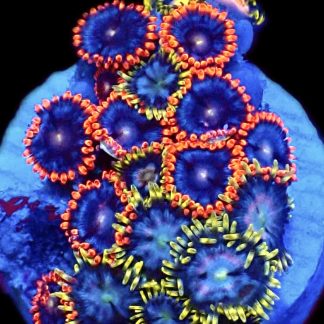 WYSIWYG  Zoanthid Frag C55