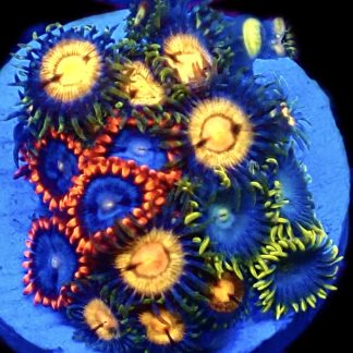 WYSIWYG  Zoanthid Frag C57
