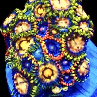 WYSIWYG Zoanthid Frag C59