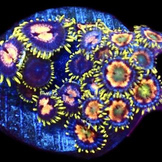 WYSIWYG  Zoanthid Frag C61