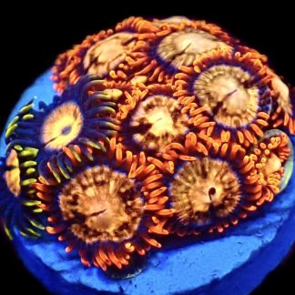 WYSIWYG  Zoanthid Frag C62