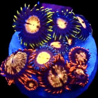 WYSIWYG  Zoanthid Frag C63