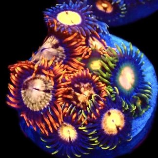 WYSIWYG  Zoanthid Frag C64