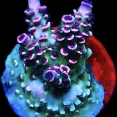 WYSIWYG 16E Parma Violet Acropora Tenius