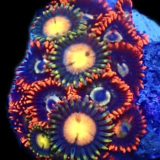 WYSIWYG Zoanthid Frag R20