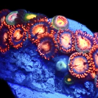 WYSIWYG Zoanthid Frag R22