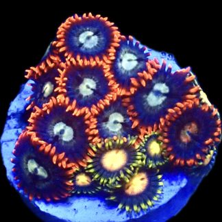 WYSIWYG Zoanthid Frag R23