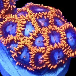 WYSIWYG Zoanthid Frag R24