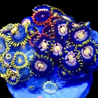 WYSIWYG Zoanthid Frag C9