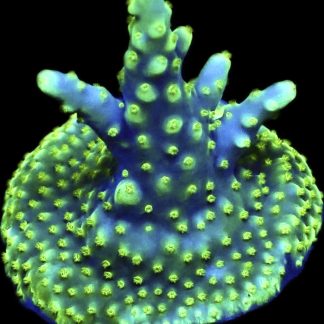 WYSIWYG 16D Purple Monster Acropora Frag