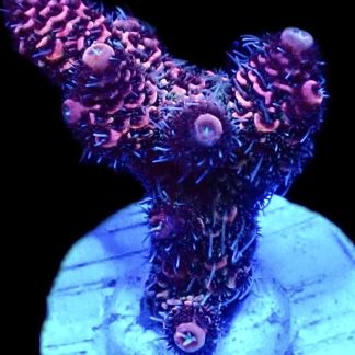 WYSIWYG 21H Red Sky Millepora