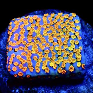 WYSIWYG 15A Rainbow Montipora