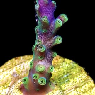 WYSIWYG 17G Acropora Valida Frag