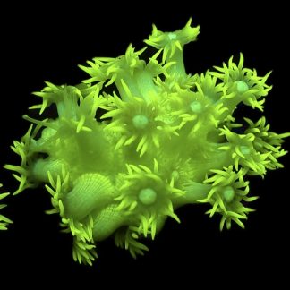WYSIWYG Luscious Lemon Goniopora Frag A1