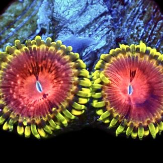 WYSIWYG Pirates Blood Zoanthid Frag A1