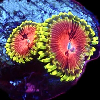 WYSIWYG Pirates Blood Zoanthid Frag A2