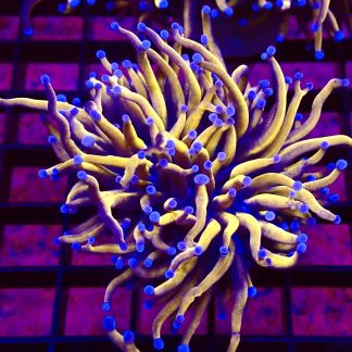 WYSIWYG 24K Banana Torch Euphyllia Large Single Head T2