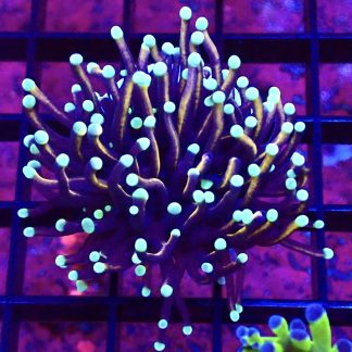 WYSIWYG T1 Jester Torch Euphyllia Single