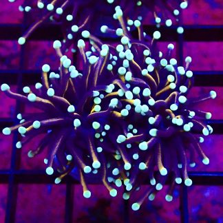 WYSIWYG T4 Jester Torch Euphyllia Double Head