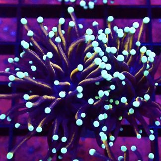 WYSIWYG T2 Jester Torch Euphyllia Double Head