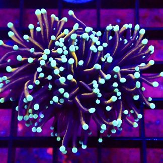 WYSIWYG T3 Jester Torch Euphyllia Double Head