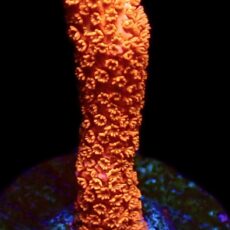 WYSIWYG 16C Burning Ember Montipora Frag