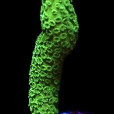 WYSIWYG M16 Green Montipora Digitata