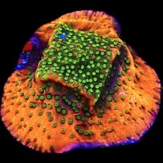 WYSIWYG 10G Tropic Thunder Montipora Frag