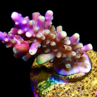 WYSIWYG 16i Magic Magenta Acropora Frag
