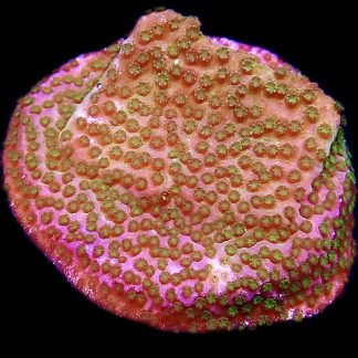 WYSIWYG 12A Pokerstar Montipora Frag