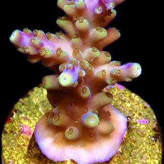 WYSIWYG 15F Magic Magenta Acropora Frag