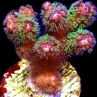 WYSIWYG 16J Amethyst Gem Pocillopora Frag