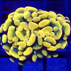 WYSIWYG Gold / Lime Hologram Branching Hammer 47