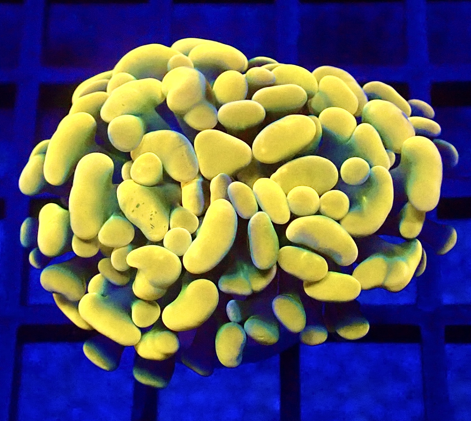 WYSIWYG Gold / Lime Hologram Branching Hammer 47