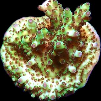 WYSIWYG 21D Tabling Acropora Large