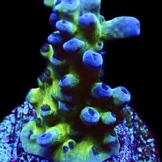 WYSIWYG 12i Electric Miyagi Tort Acropora Frag