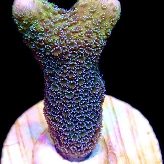 WYSIWYG 21i Lemon/Lime Montipora Digitata