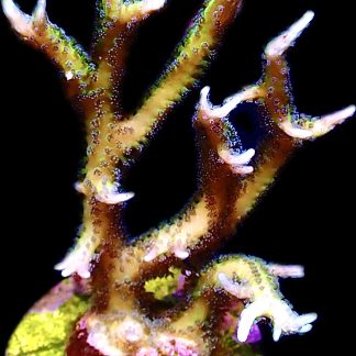 WYSIWYG 20J Limeberry Hysterix