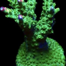 WYSIWYG 25E Rainbow Paletta Acropora Extra Large