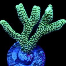 WYSIWYG 21B Fibre Optic Seriatopora Frag
