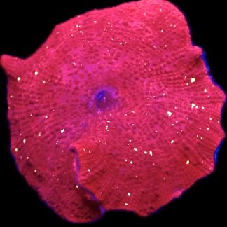 WYSIWYG 34C Ultra Discosoma Mushroom